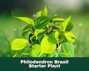 May include: A starter plant with green and yellow variegated leaves. The plant is labeled "Philodendron Brasil Starter Plant".