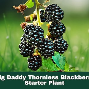 3 Pack Big Daddy Thornless Blackberry | Live Plants for Outdoor Garden | Sweet Berry Bush Starter Plants
