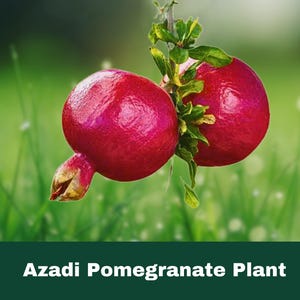 Rare Azadi Pomegranate Tree – Well-Rooted Live Plant – Sweet Yellow Fruit – Cold Hardy Starter
