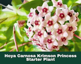 Live Hoya Carnosa Krimson Princess Plant Variegated Tricolor Wax Plant Indoor Houseplant in 4 Inch Pot