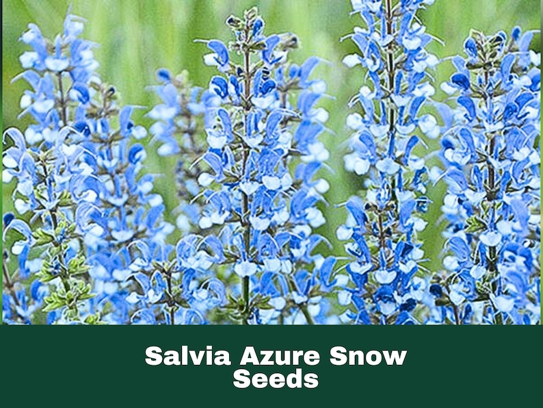 FoodAndSeeds Salvia Seeds