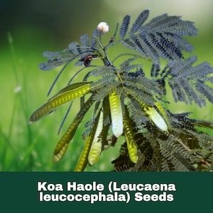 May include: A close-up of a Koa Haole plant with seed pods. The plant has feathery, blue-green leaves and several elongated, light green seed pods. The background is blurred green grass. The text "Koa Haole (Leucaena leucocephala) Seeds" is at the bottom.