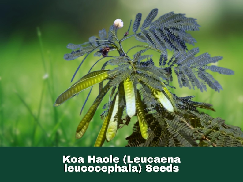 50 Seeds – Koa Haole (leucaena Leucocephala) Nitrogen Fixing Tree - Etsy