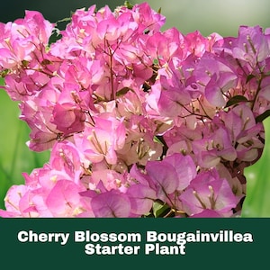 May include: A vibrant image of a Cherry Blossom Bougainvillea starter plant. The plant features clusters of pink and white flowers with delicate petals. The background is a soft green, creating a natural and appealing contrast. The text "Cherry Blossom Bougainvillea Starter Plant" is at the bottom.