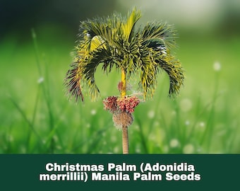 Variegated Christmas Palm 10-12