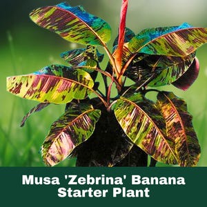 Musa ‘Zebrina’ Banana Plant – Live Starter Plant – Red Abyssinian Banana – Tropical Foliage for Patio or Garden
