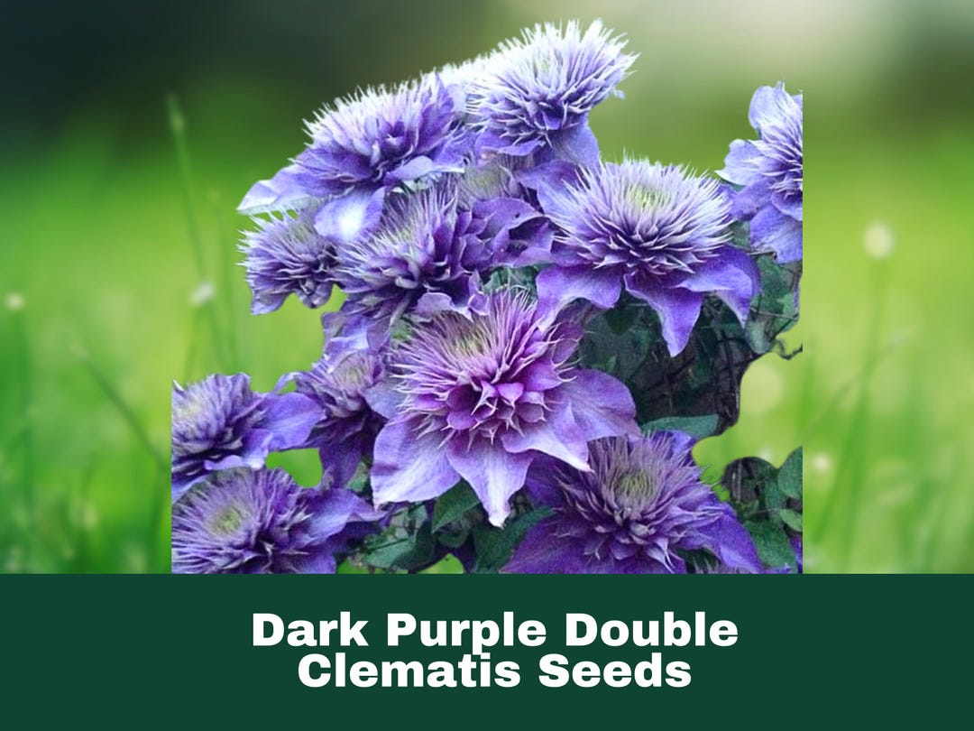 Climbing Clematis Vine Flower Seeds - Colorful 20-25 Seed Packs Climbing Clematis Vine Flower Seeds - Colorful 20-25 Seed Packs