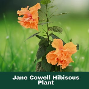 Jane Cowell Hibiscus – Exotic Pink-Red Tropical Flower Starter Plant (5”) – Rare Blooms for Patio Garden, Potted or Landscaping Use