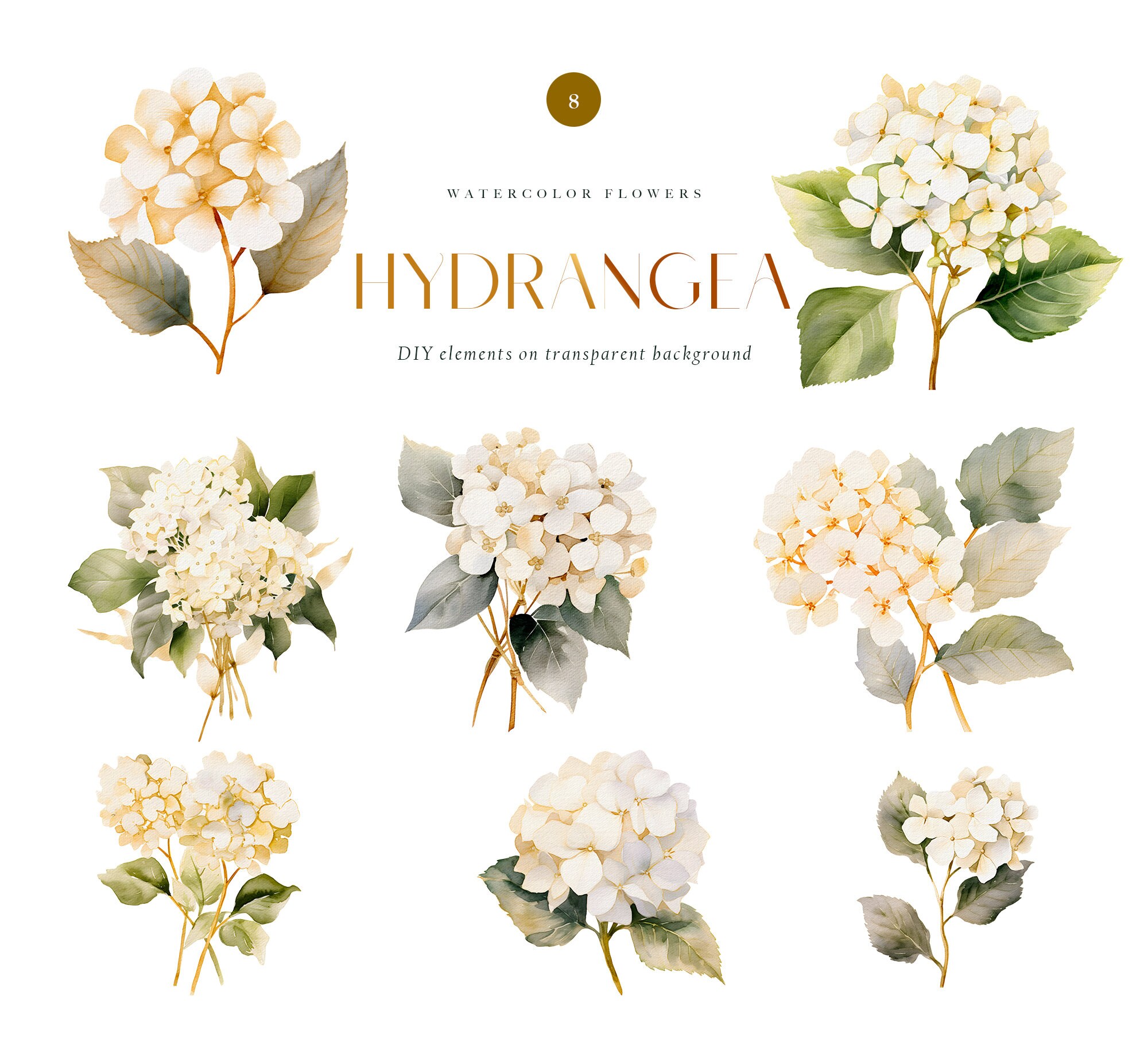 Watercolor White Hydrangea Clipart, Wedding White Flowers Png, White ...