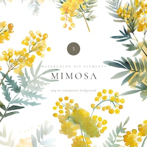 Clipart mimosa jaune aquarelle, mimosa png, faire-part de printemps, fleurs jaunes png, faire-part de mariage, baby shower, shower de bébé