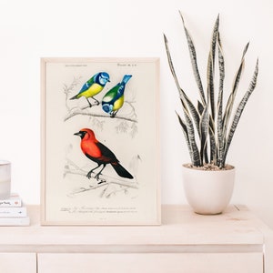 Bird Illustrations, Bird Poster, Bird Art, Charles Dessalines D&#39; Orbigny, Botany Poster,  Art Poster, Home Decor, High Quality Print