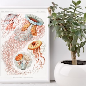 Antique Jellyfish Print 1904, Vintage Haeckel Ocean Art, Nautical Print, Marine Art, Classroom Poster, Marine Biology
