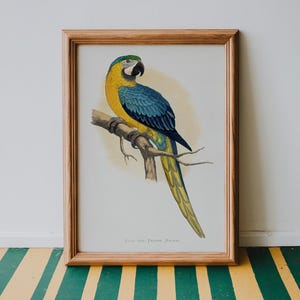 Blue and Yellow Macaw Vintage Print, Bird Poster, Antique Animal Painting, Vintage Poster Wall Art Decor, Bird Illustration