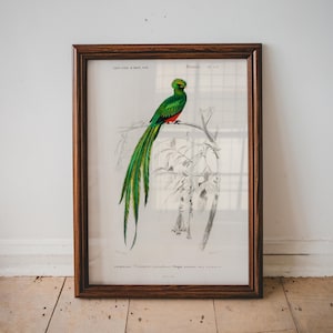 Quetzal Bird Vintage Print, Bird Poster, Antique Animal Painting, Vintage Poster Wall Art Decor, Bird Illustration,  Art Poster