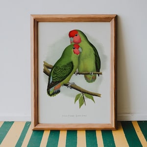 Rosy Faced Love Birds Vintage Print, Bird Poster, Antique Animal Painting, Vintage Poster Wall Art Decor, Bird Illustration