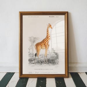 Giraffe Print, Giraffe Wall Decor, Animal Illustrations, Safari Art Print, Botany Poster,  Art Poster, Home Decor, High Quality Print