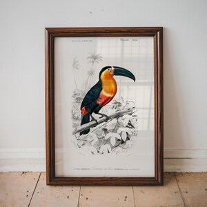 Bird Illustrations, Toucan Print, Bird Poster, Bird Art, Charles Dessalines D&#39; Orbigny, Botany Poster,  Art Poster, Home Decor