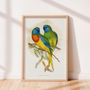 Prächtiger Sittich Vintage Druck, Vogel Poster, Antike Tiermalerei, Vintage Poster Wandkunst Dekor, Vogel Illustration