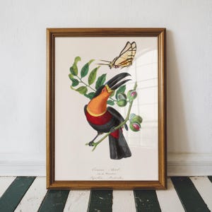 Billed Toucan Vintage Print, Bird Poster, Antique Animal Painting, Vintage Poster Wall Art Decor, Bird Illustration, Tropical Home Decor