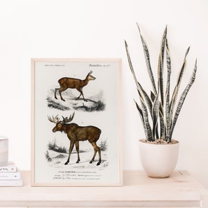 Moose Vintage Print, Moose Print, Moose Art, Antique Animal Painting, Vintage Poster Wall Art Decor, Science Illustration,  Art Poster