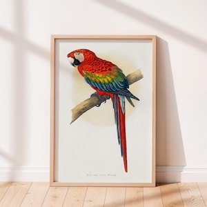 Red and Blue Macaw Vintage Print, Bird Poster, Antique Animal Painting, Vintage Poster Wall Art Decor, Bird Illustration