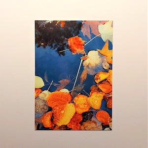 Carte postale « AutomneRegenSinfonie » pour les amateurs d’automne, Type de cadeau, Carte de voeux, Carte