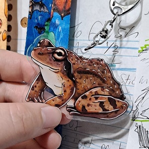 Puede incluir: Un llavero transparente con forma de rana de acrílico. La rana es marrón con manchas marrones más oscuras y vientre blanco. El llavero tiene un cierre plateado.
