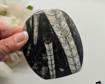 Natural Orthoceras Fossils ~ Polished Moroccan Orthoceras Stone ~ Fossil Orthoceras ~ Straight Horn Fossils ~ Large Orthoceras Fossils