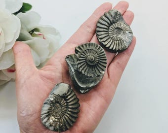 Authentic Ammonite Pyrite Fossil ~ Genuine Fossils ~ Jurassic Period ~ Nature's Treasure's