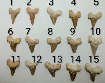 Moroccan Shark Teeth ~ Assorted Sizes ~ Fossil Shark Tooth ~ Otodus Obliquus