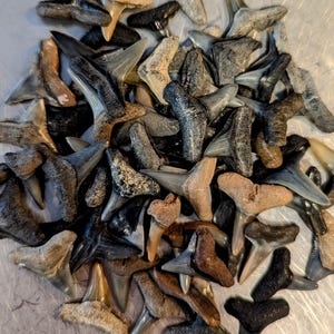 May include: A collection of fossilised shark teeth in various shades of grey, brown, and tan. The teeth are arranged in a pile, with some overlapping. The teeth are all triangular in shape, with a pointed tip and serrated edges.