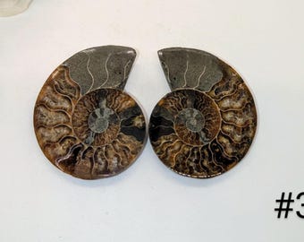 Ammonite Natural (Pair) ~ Polished Ammonite from Madagascar ~ Ammonite Specimen ~ Powerful Earth Healing Fossil