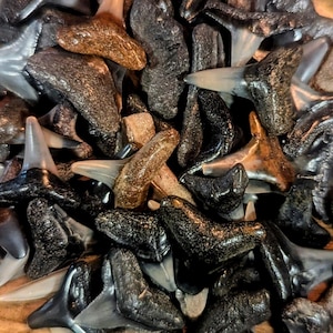 Peut inclure: Gros plan sur un tas de dents de requin fossilisées. Les dents sont de différentes nuances de brun et de noir, et certaines ont une finition brillante et polie.