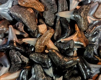 Dents de requin fossilisées ~ Dents de plage ~ Dents de requin fossilisées mixtes