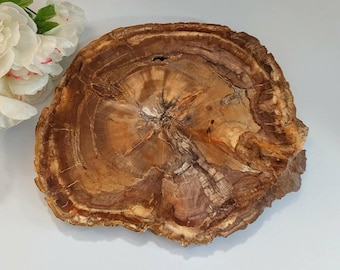 Extra Large Genuine Polished Petrified Wood Slice ~ Mineral Specimen ~ Monkey Puzzle Tree ~ Araucaria Slice