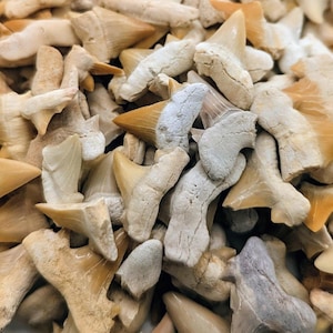 May include: A close-up of a collection of fossilised shark teeth. The teeth display a range of colours, from off-white to tan and brown, with some showing signs of wear and fossilisation. The teeth are of various sizes and shapes, with sharp, pointed tips.