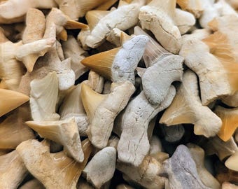 Genuine Fossilized Moroccan Shark Teeth ~ 30g Bag