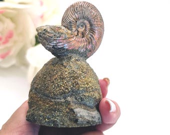 Rare Pyritized Ammonite Fossil ~ Rainbow Pyrite Nodule ~ Opalized Ammonite ~ Specimen