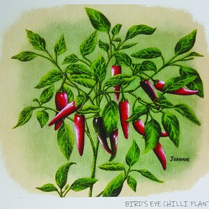 Bird's Eye Chilli