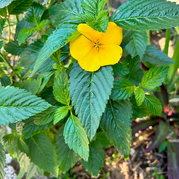 Turnera ulmifolia; Tropical Buttercup; Butterfly Plant; Ram Goat Dash Along; Yellow Alder/Elder; Cuban Buttercup