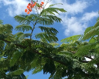 Royal Poinciana Tree; Delonix regia; Flamboyant/Flame Tree; Tropical Trees; Flowering Trees; Fast Growing; Dappled shade; Florida Trees