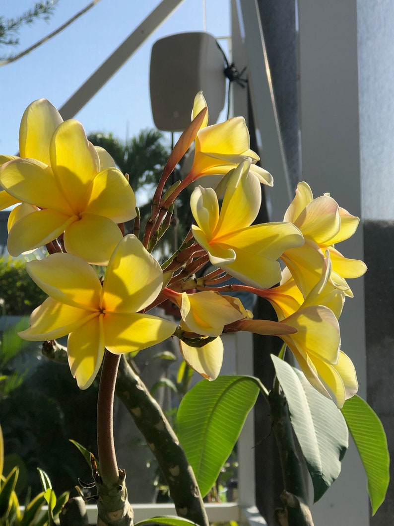 Plumeria Rooted Plants Mixed Color Grab Bag Spring Fling SALE ...