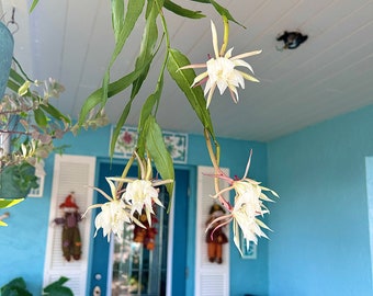 Epiphyllum oxypetalum; Orchid Cactus; Easy-Grow Orchids; Potted Orchids; Trailing Orchids
