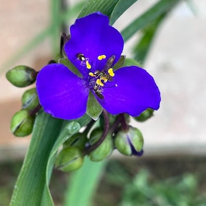 Three (3) Virginia Spiderwort (Tradescantia virginiana) Widow's Tears; Native Plants