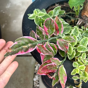 May include: A close-up of a potted plant with green and pink variegated leaves. The plant is growing in a black pot and is surrounded by other plants.