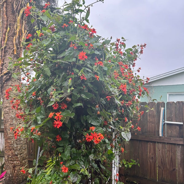 Mexican Flame Vine; Florida Flame Vine, Monarch Butterfly food; Senecio confusus, Pseudogynoxys chenopodioides, Orange Glow; Climbing vine