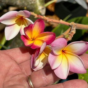 Plumeria Nebel's Rainbow (rooted & cuttings) fresh from Florida; Frangipani; Tropical plants; Tropical Flowers; Lei Rainbow; Cotton Candy