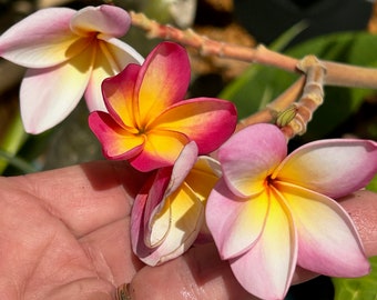 Plumeria Nebel's Rainbow (rooted & cuttings) fresh from Florida; Frangipani; Tropical plants; Tropical Flowers; Lei Rainbow; Cotton Candy