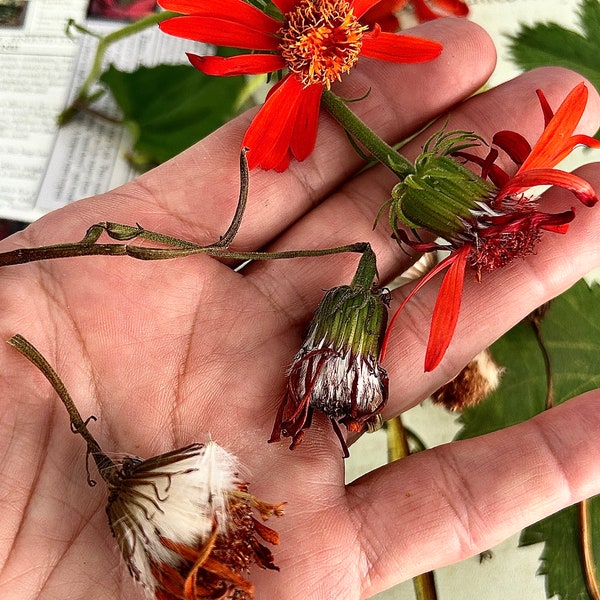 Flame Vine SEEDS & Live Plant; One (1) Live Rooted Flame Vine; Butterfly Plant; Senecio confusus, Trellis climber; Lush Tropical Growth