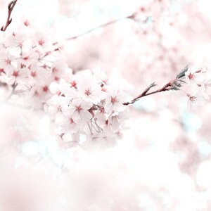 Cherry Blossom Printable Wall Art Download | Blooming Floral Tree Branch | Pastel Pink Spring Decor | Digital Sakura Print